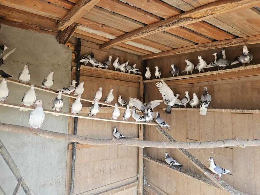  - 1938 Adrian Margarit