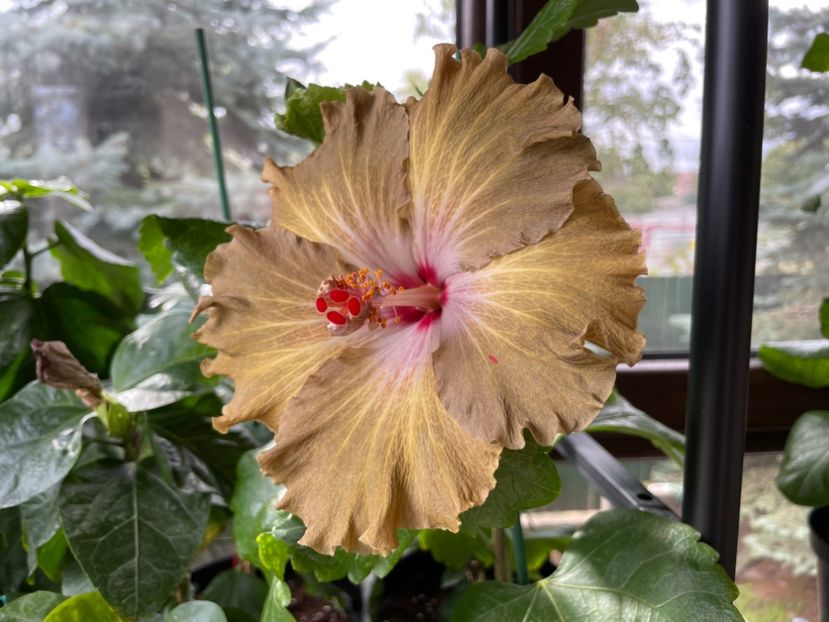  - Moorea Green Gold Pearl