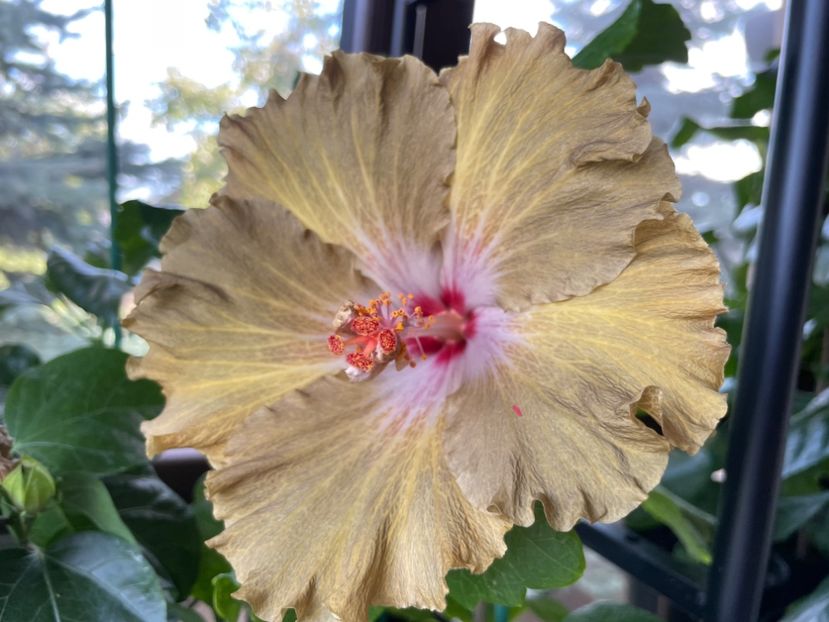  - Moorea Green Gold Pearl