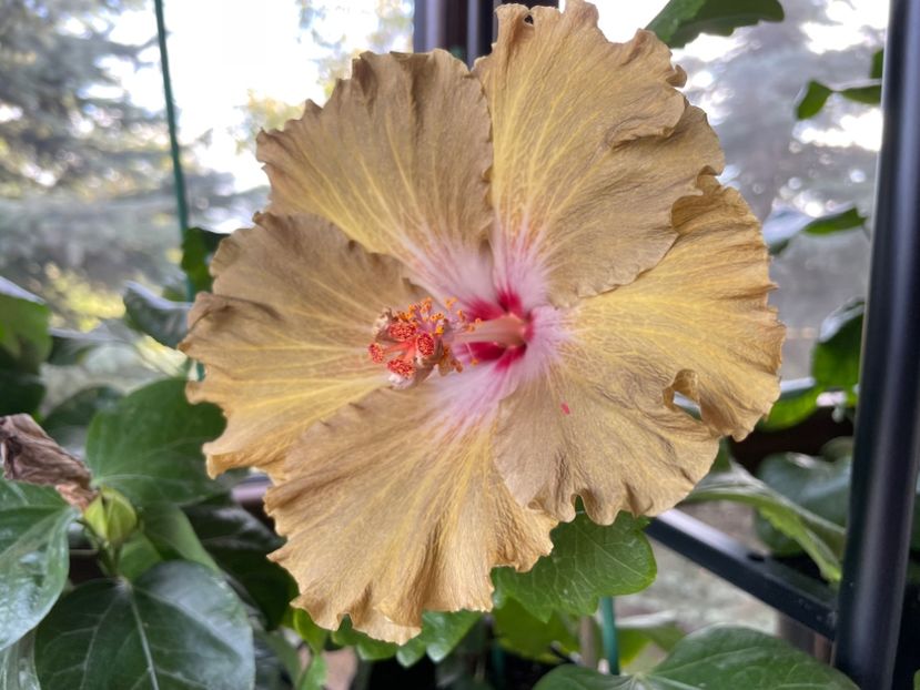  - Moorea Green Gold Pearl