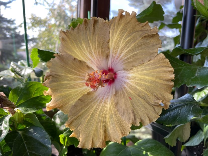  - Moorea Green Gold Pearl