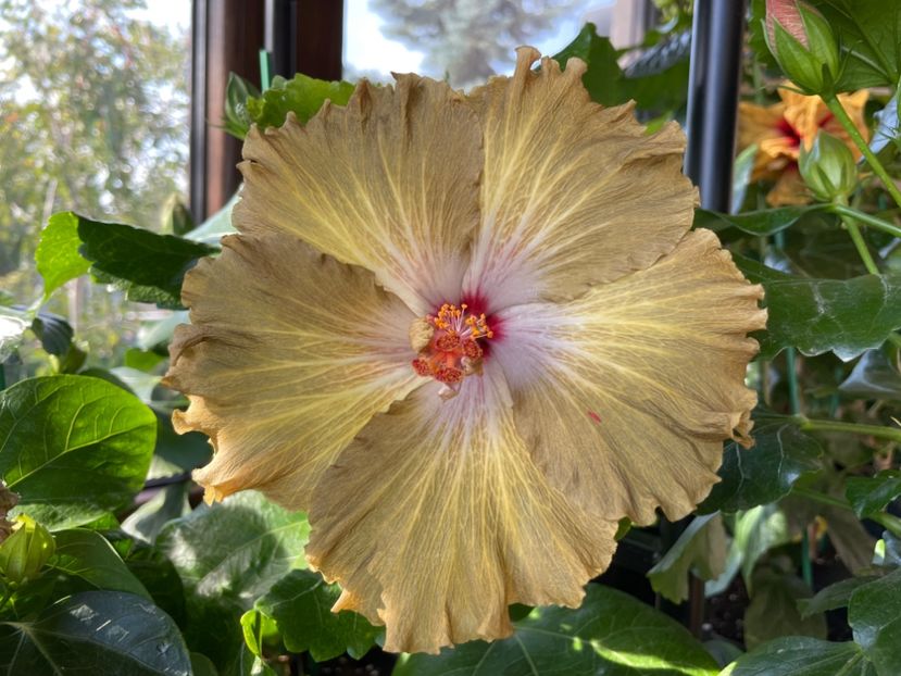  - Moorea Green Gold Pearl