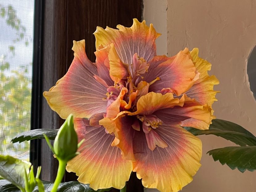  - Wind Rosa Feng Xiajunr