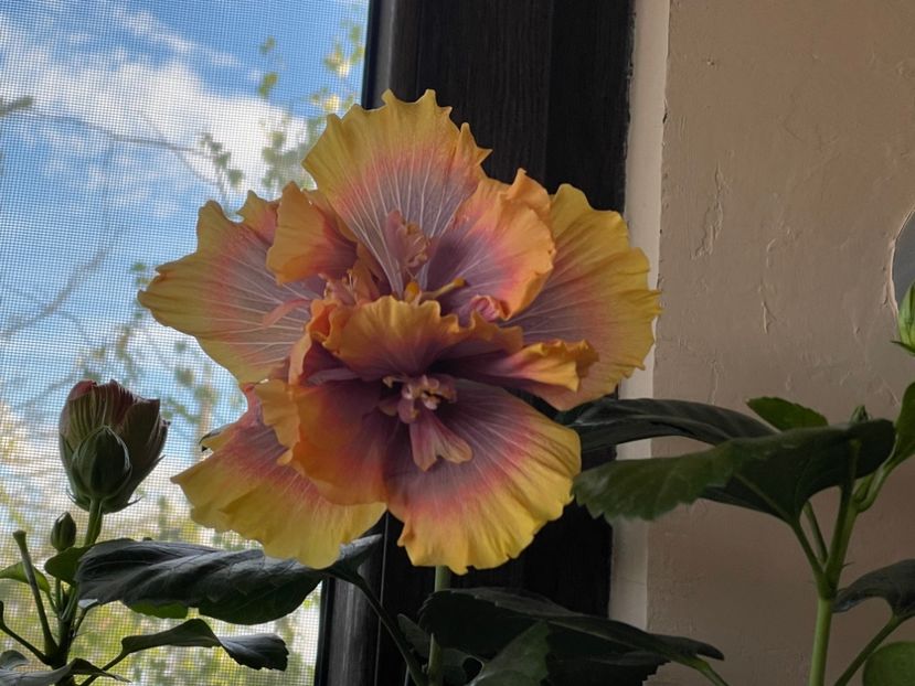  - Wind Rosa Feng Xiajunr