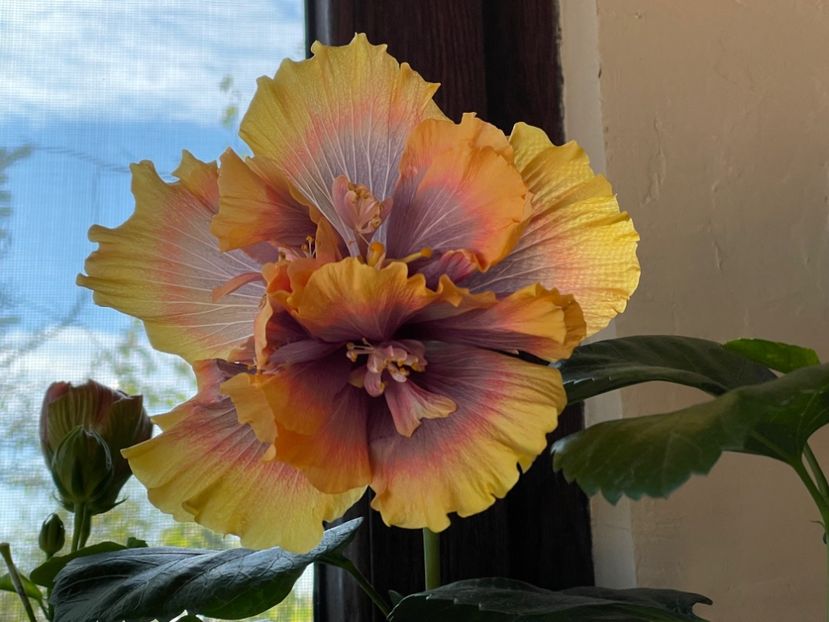  - Wind Rosa Feng Xiajunr