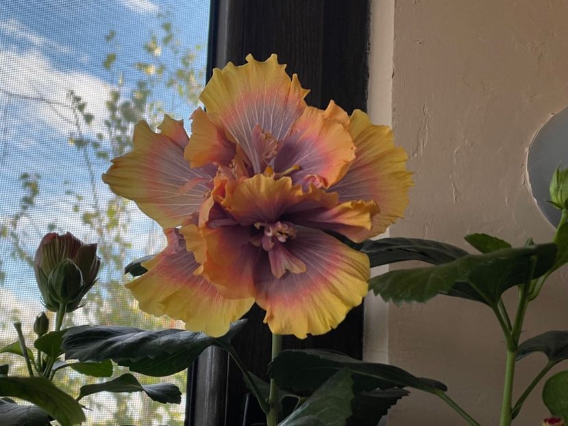  - Wind Rosa Feng Xiajunr