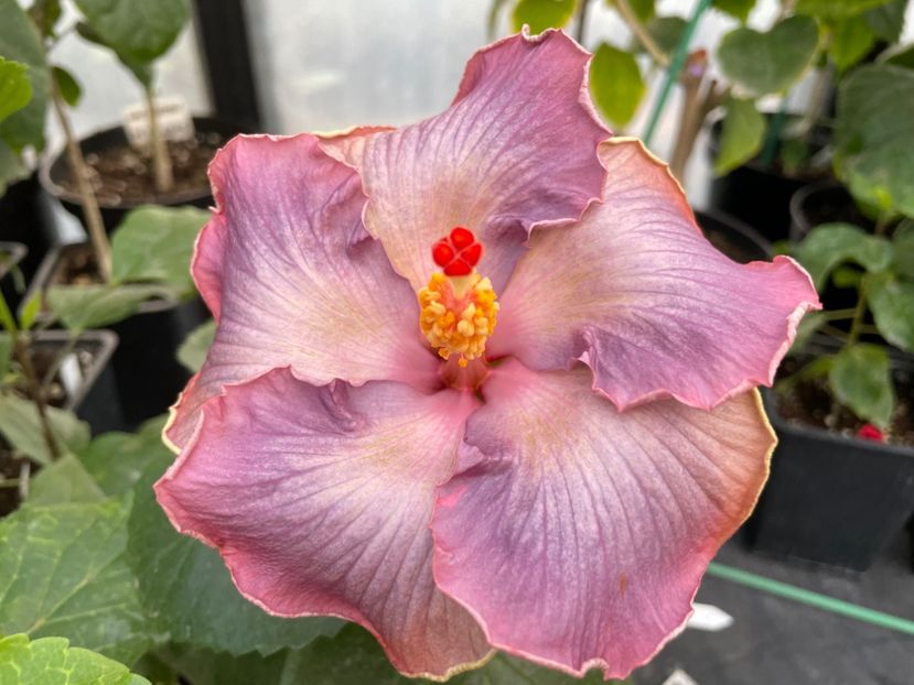  - 0006 - Hibiscusi 2025 - 3