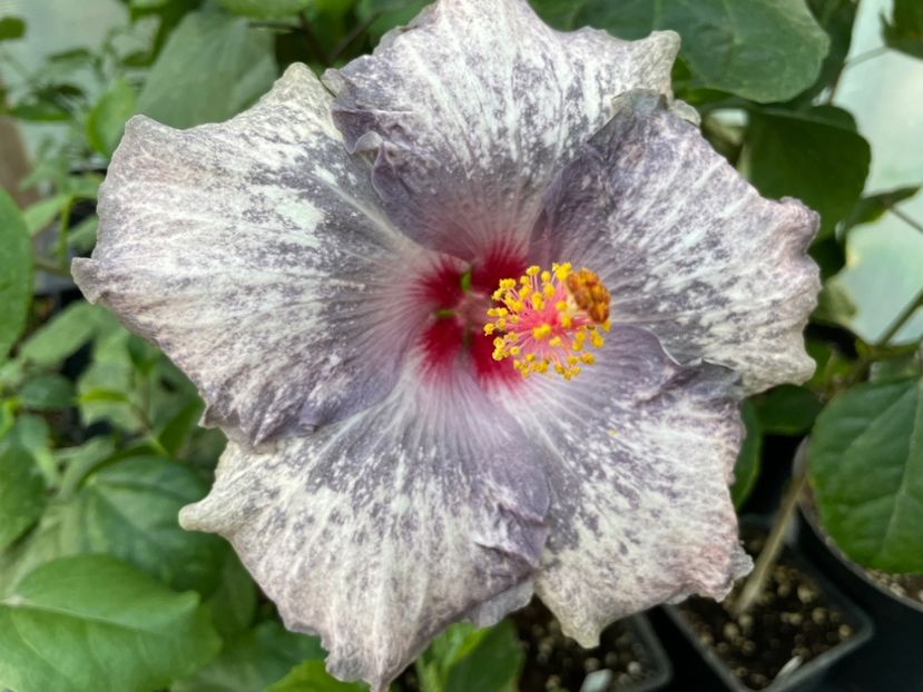  - 0006 - Hibiscusi 2025 - 3