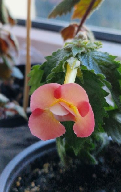 Mary Poppins - Achimenes 2025