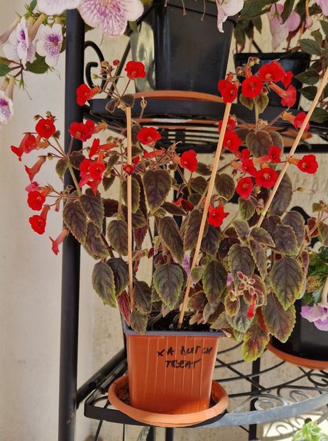 In final, s-a umplut de floricele. Foarte dragut! - Dutch treat p