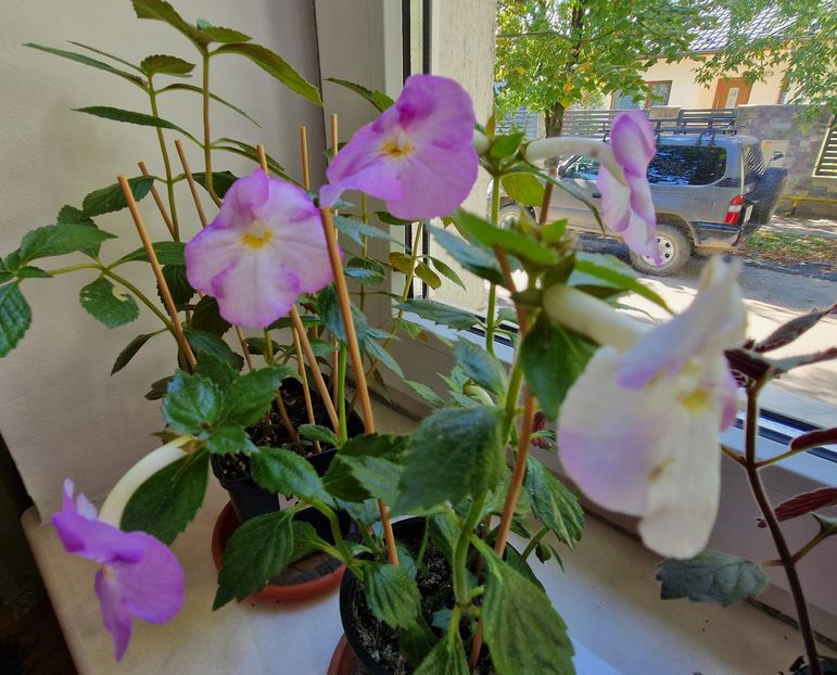  - Humberto Vittorino xA p