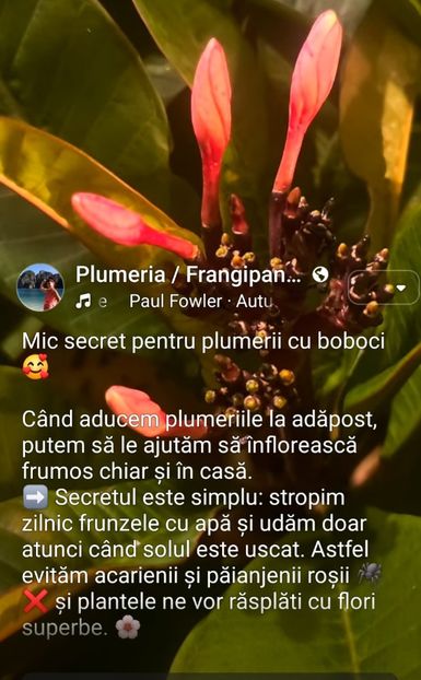  - Plumeria hibernare