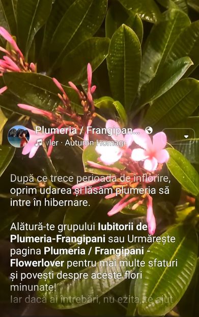  - Plumeria hibernare