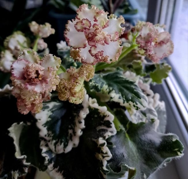 Poza net - IAN-Kapriz