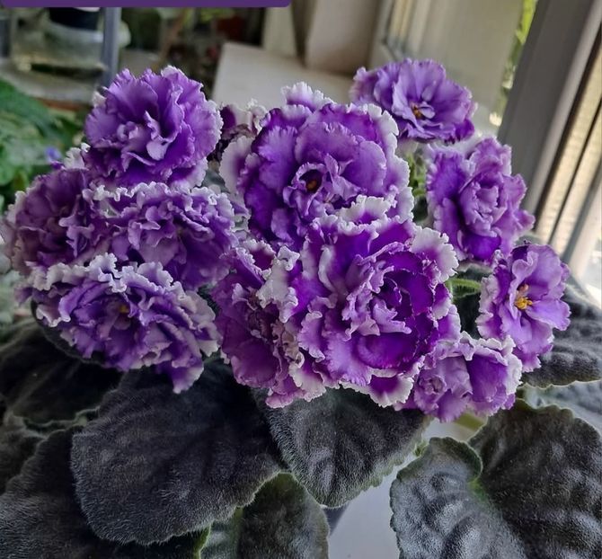 Poza net - NK-Lilon Lila