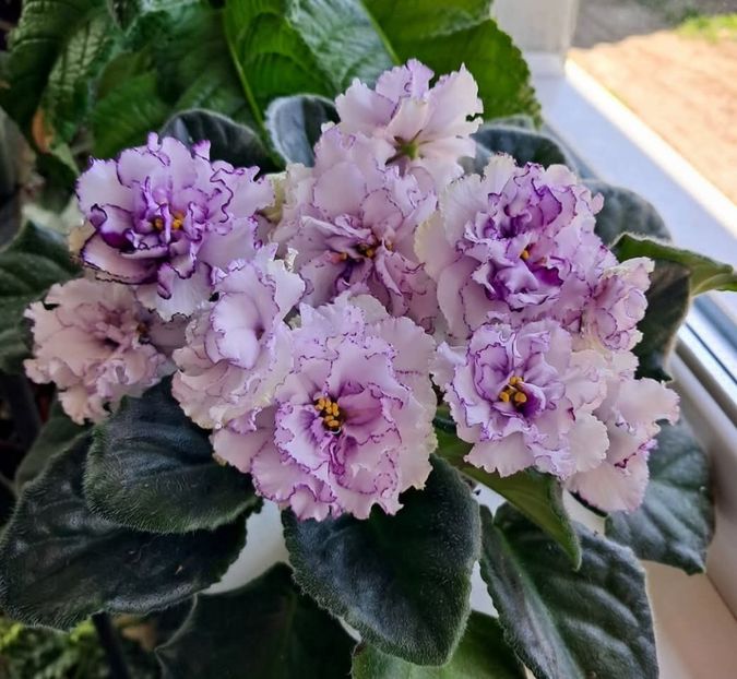 Poza net - ALEN-Organza Purpur