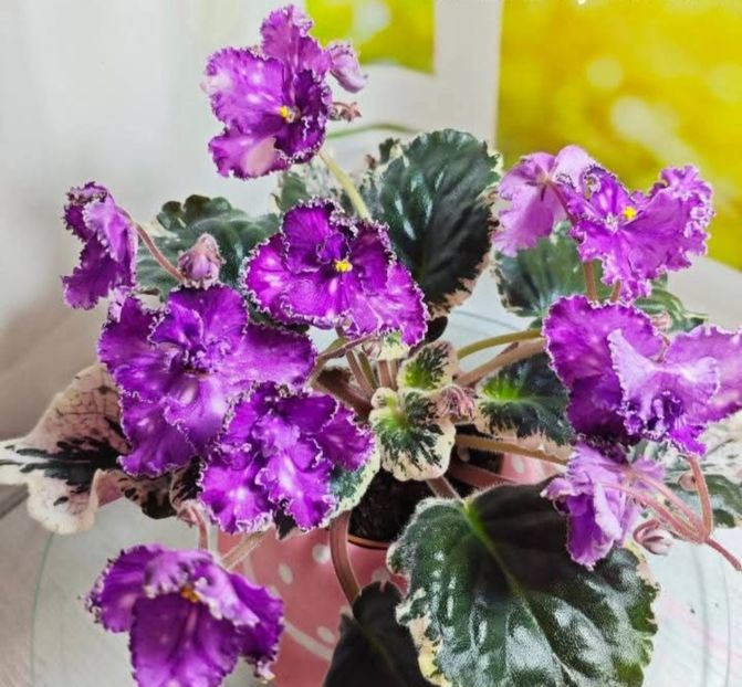 Poza net - EL-Beauty Bomb