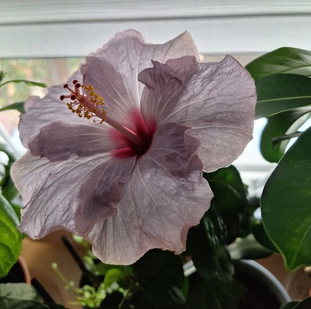  - 2025-hibiscus