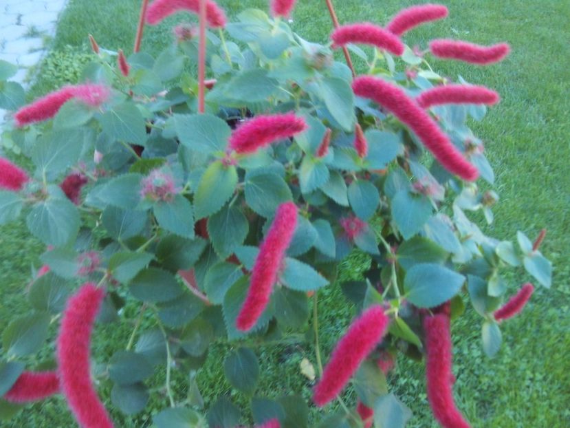 Acalypha reptans - 2025