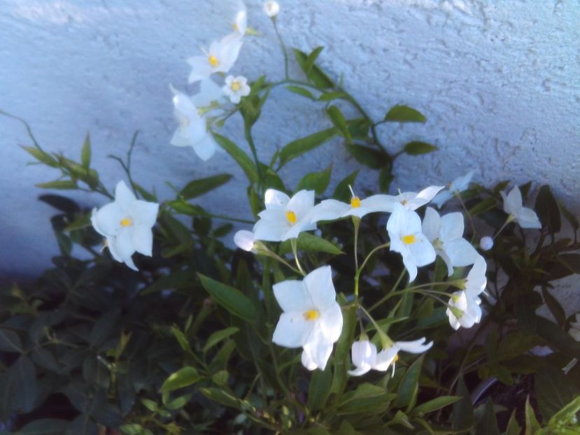 Solanum jasminoides - 2025