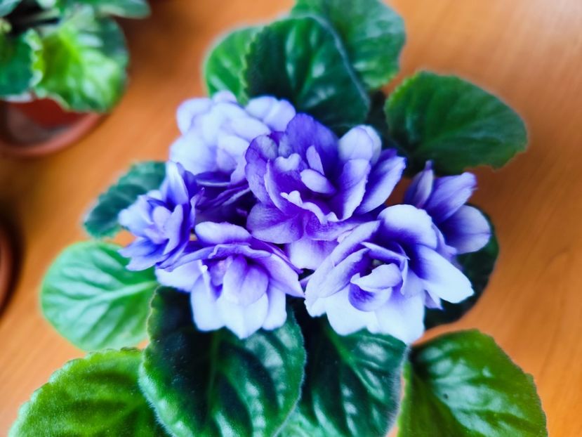  - Dn Charivnyi Lotos