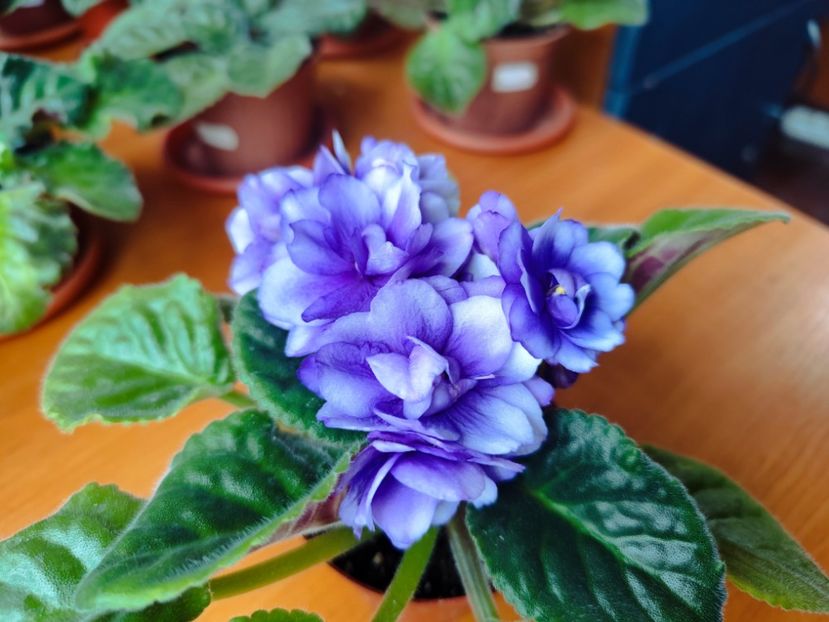  - Dn Charivnyi Lotos