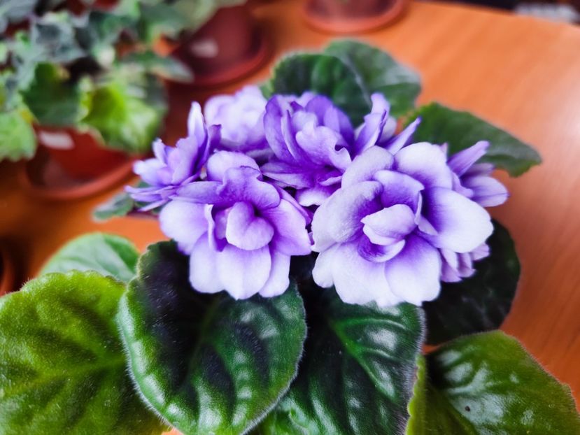  - Dn Charivnyi Lotos