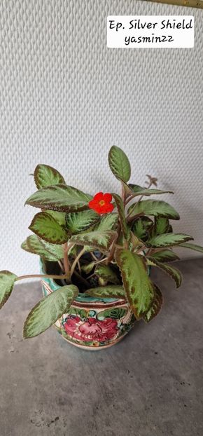 29.09.2025 - 3-Episcia
