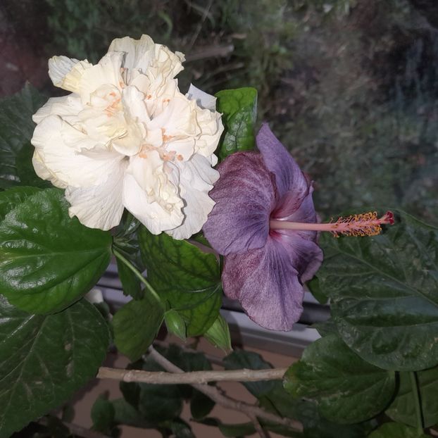 29.09.2025 - HIBISCUSI 2025-5