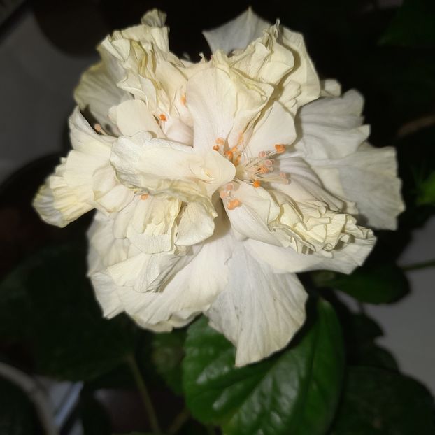  - White Kona
