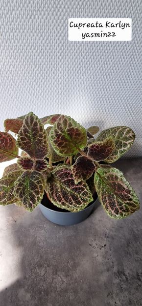29.09.2025 - 3-Episcia