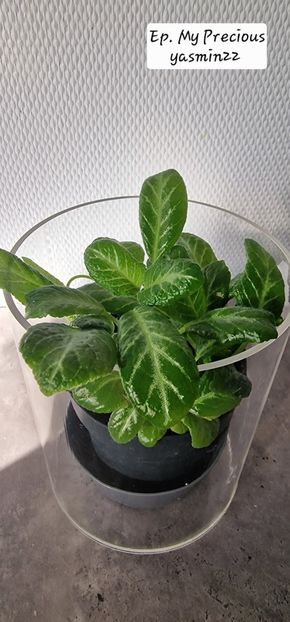 29.09.2025 - 3-Episcia