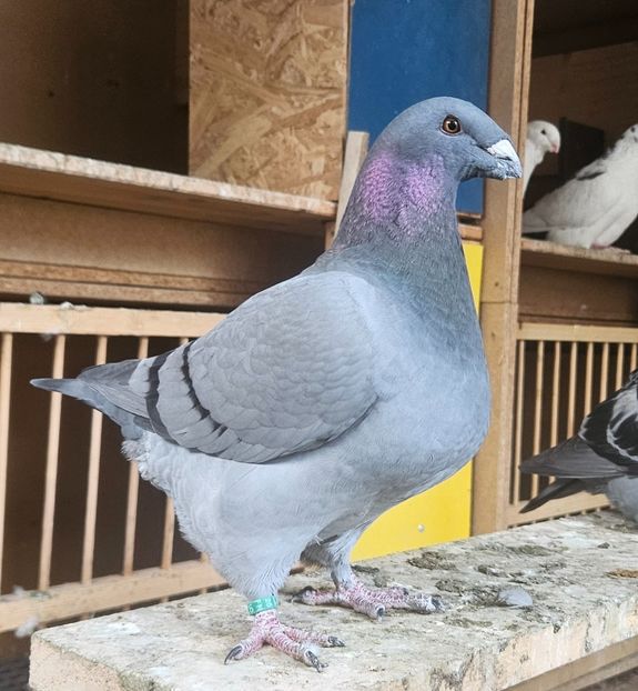 Femela 2025 - Pui 2025