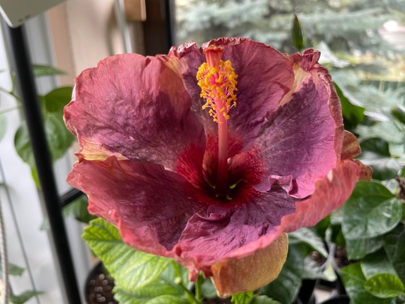  - Luv -Posog- Memories