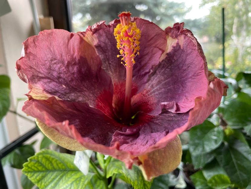  - Luv -Posog- Memories