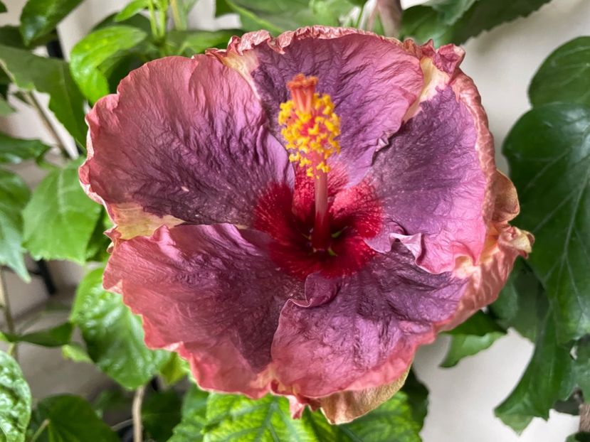  - Luv -Posog- Memories