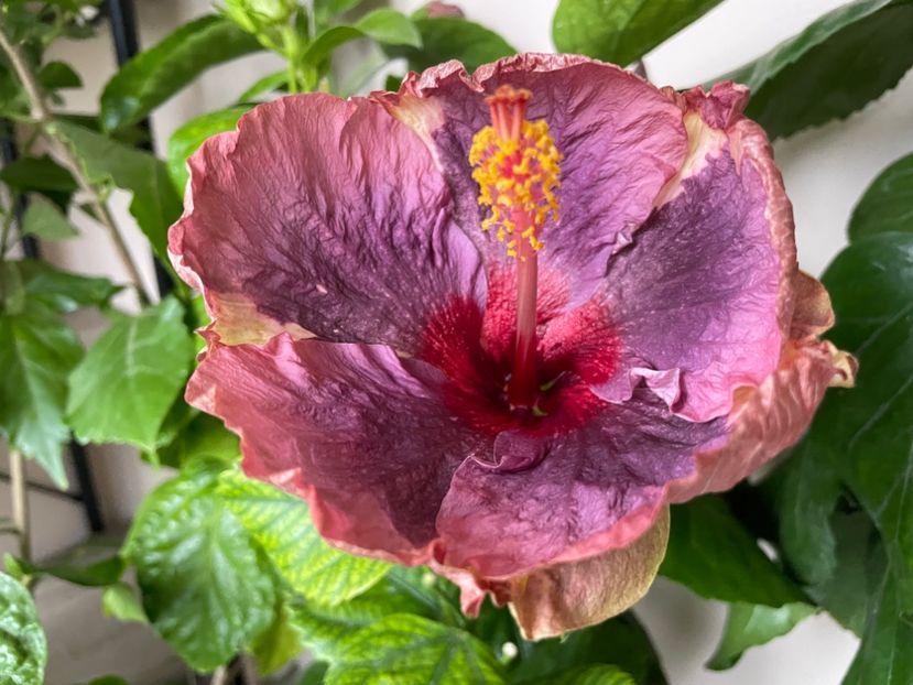  - Luv -Posog- Memories