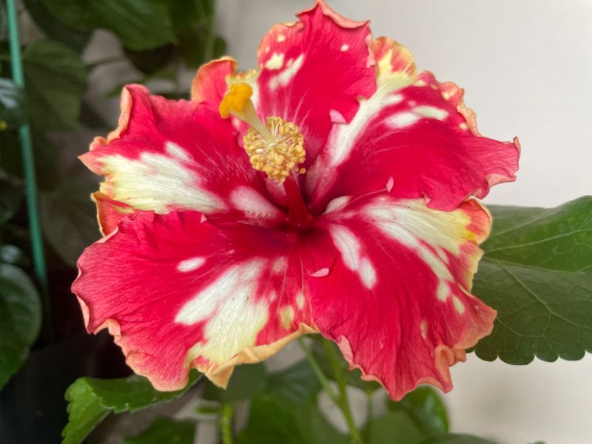  - 0006 - Hibiscusi 2025 - 3