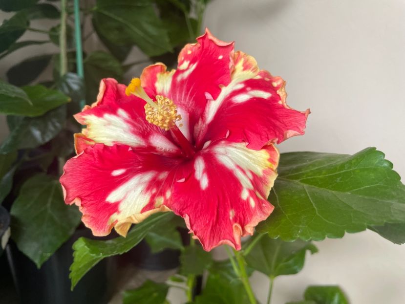  - 0006 - Hibiscusi 2025 - 3