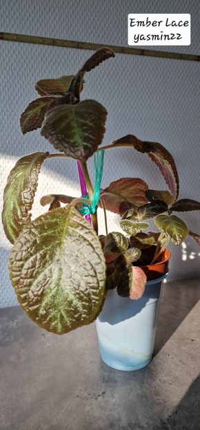 29.09.2025 - 3-Episcia