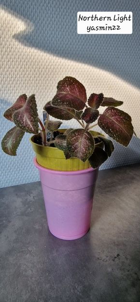 29.09.2025 - 3-Episcia