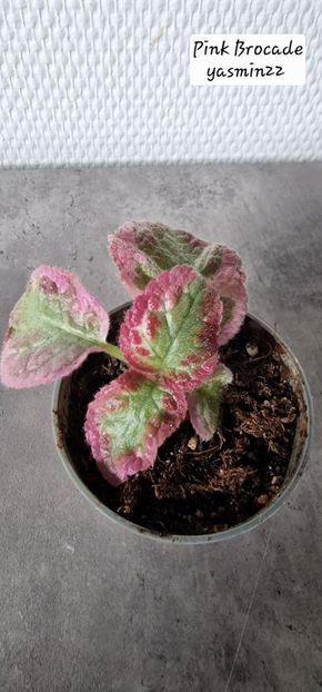 29.09.2025 - 3-Episcia