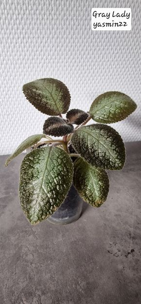 29.09.2029 - 3-Episcia