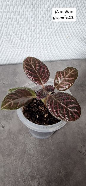29.09.2025 - 3-Episcia