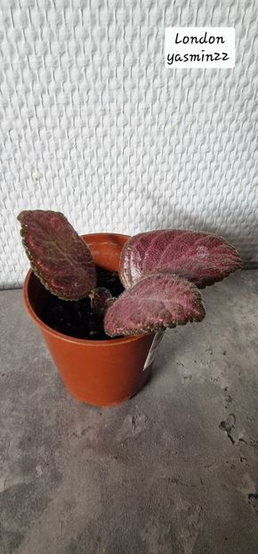 29.09.2025 - 3-Episcia