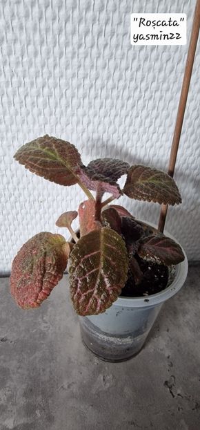 29.09.2025 - 3-Episcia