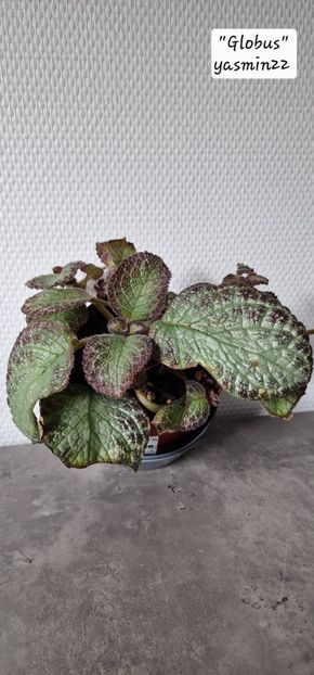 29.09.2025 - 3-Episcia