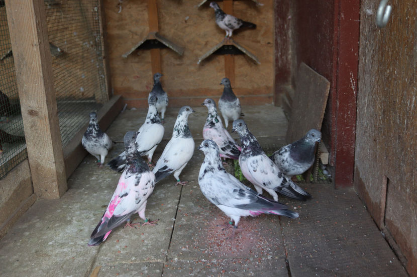  - De vânzare Zburători de Budapesta