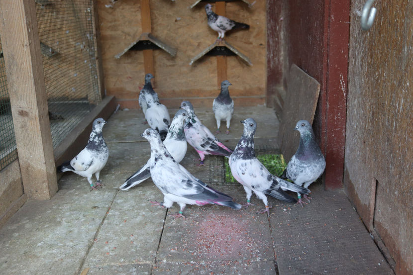  - De vânzare Zburători de Budapesta