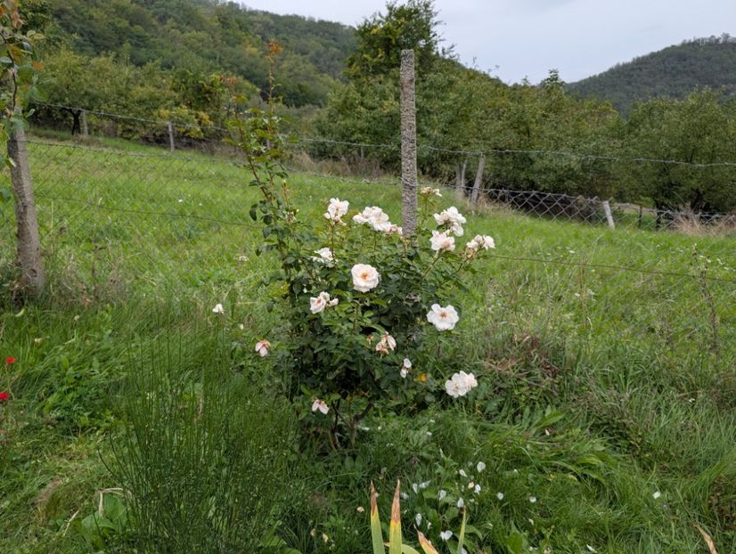 PXL_20250925_091848925 - Starlight Symphony